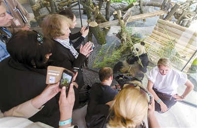 柏林动物园大熊猫娇庆和梦梦图片,旅德大熊猫娇庆和梦梦