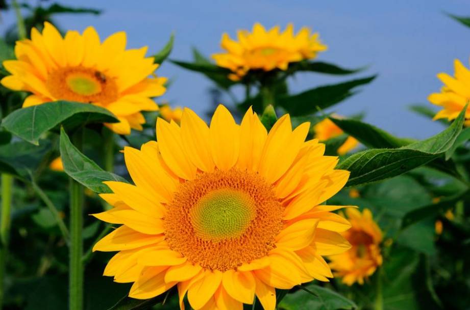 成都住宅使用说明书,成都市住宅使用说明书