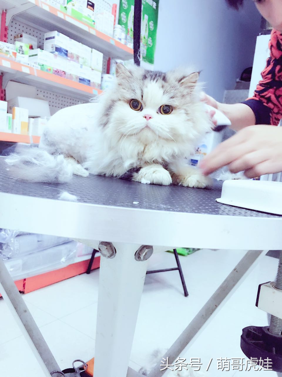 澶忓ぉ鏉ヤ簡鐚ゴ,澶忓ぉ鏉ヤ簡瑕佺粰鐚壀姣涘悧