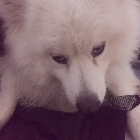 萨摩耶叫声和哈士奇叫声,萨摩耶犬的叫声跟狼一样吗