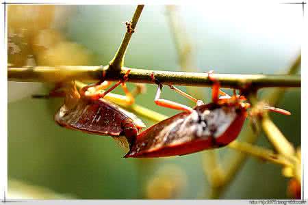 农村臭大姐的臭味有毒吗,农村的臭大姐怎样赶走
