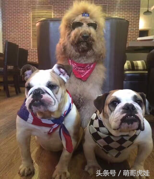 巨型泰迪不仅很拉风还是个小土豪，网友表示：投胎真是个技术活，突然觉得人不如汪