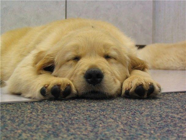 闲话毛小孩之狗食进化论