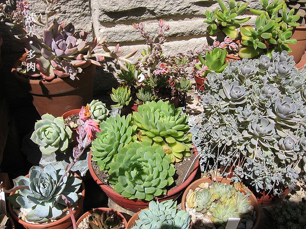 多肉张狂起来,狂野型多肉