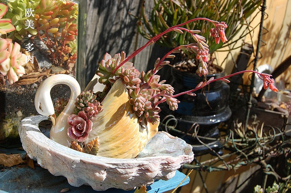 多肉张狂起来,狂野型多肉