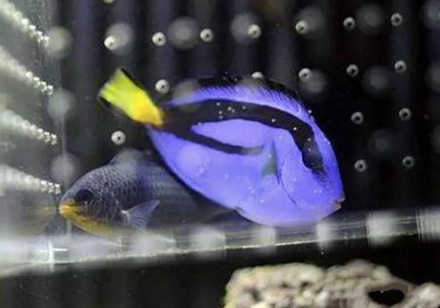 水质好的白点病自愈方法,白点病和水质有关吗