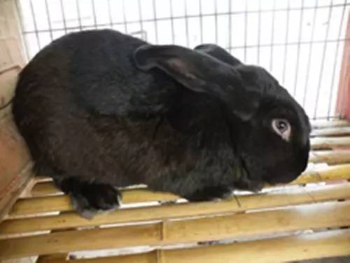 小兔子乖乖花了多少钱,小兔子乖乖幸福成长