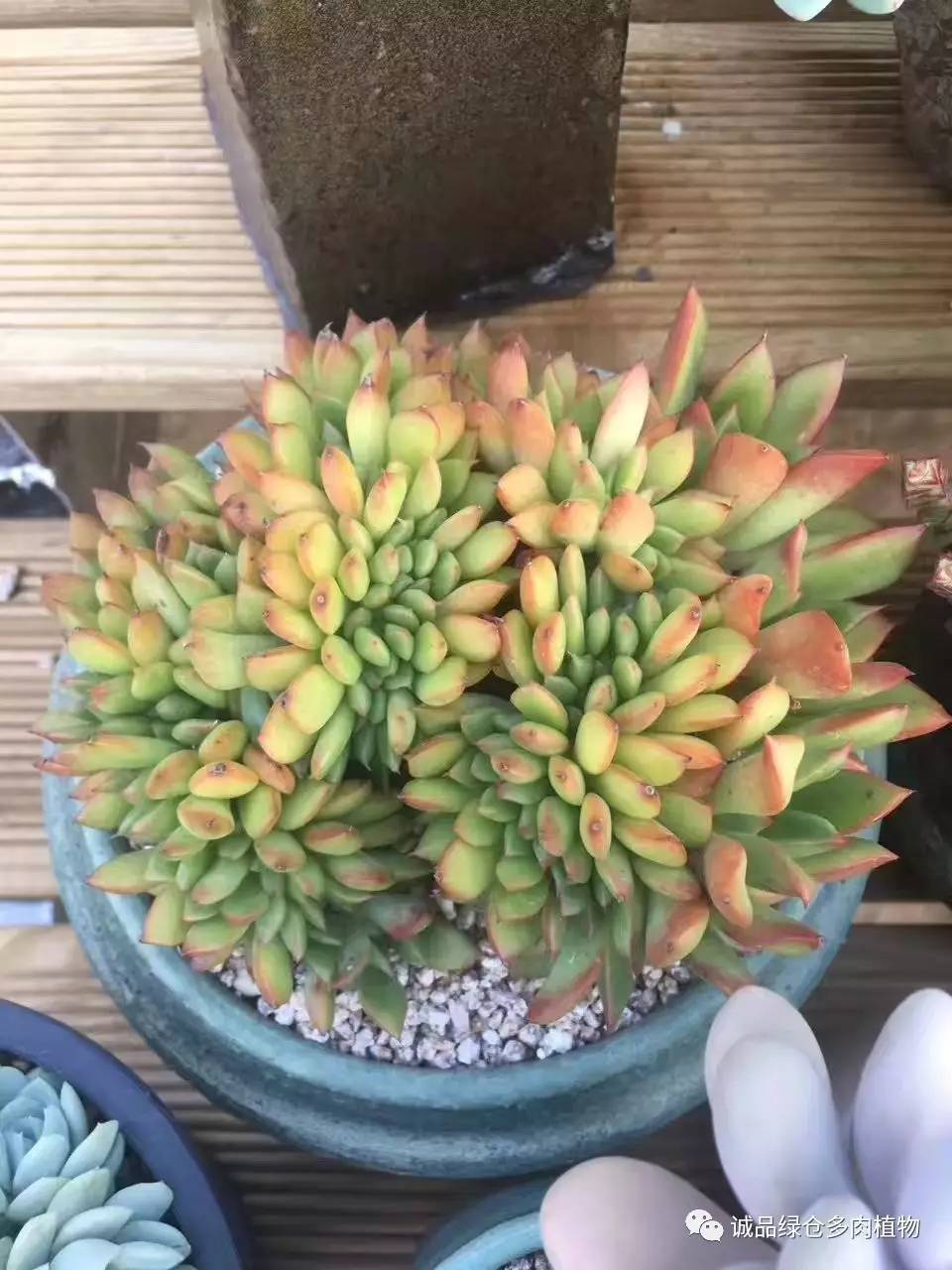 秀妍肉肉倒盆后的变化,多肉大棚展示图