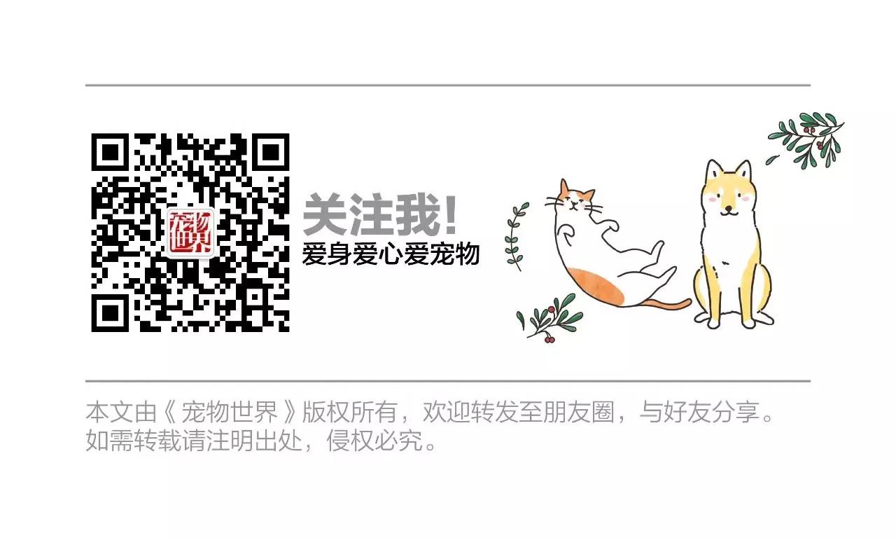 坐舔、跪舔、躺着舔……喵为什么这么爱舔毛？丨行为