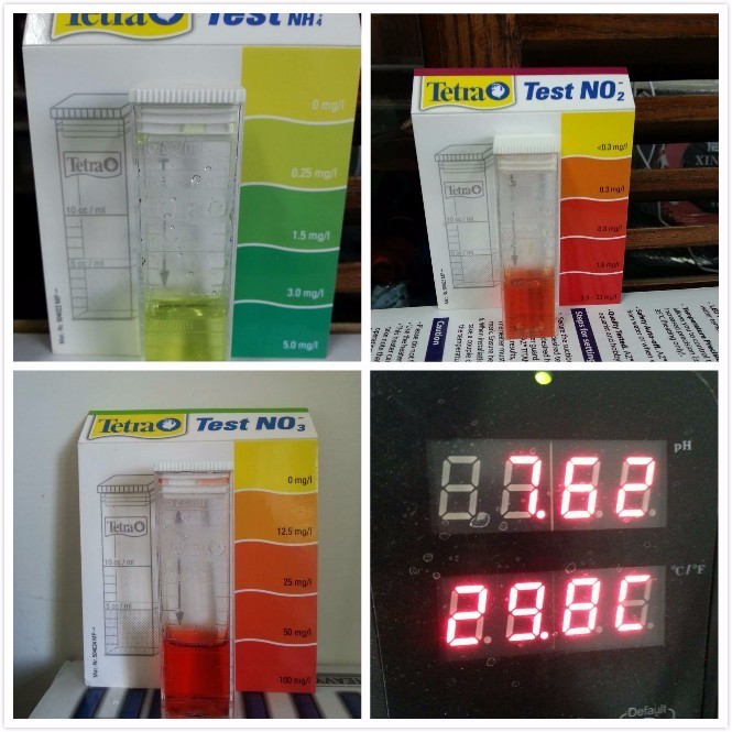 2米龙魟虎缸，23天开缸全记录