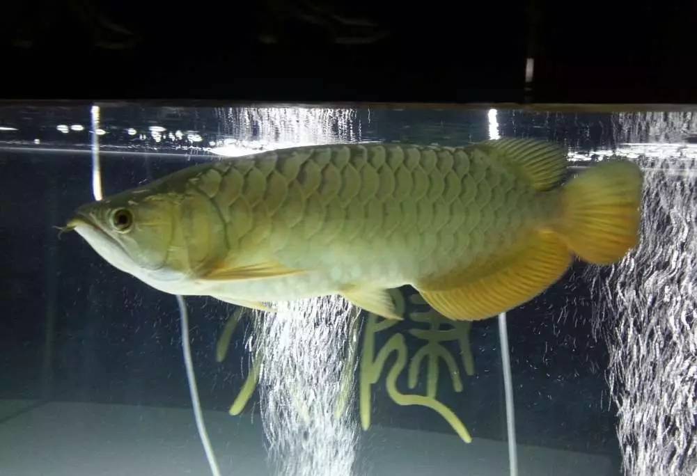 2米龙魟虎缸，23天开缸全记录