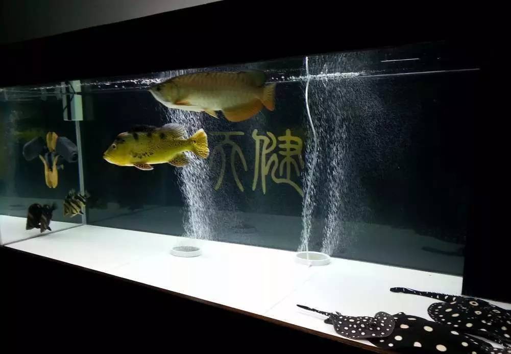 2米龙魟虎缸，23天开缸全记录