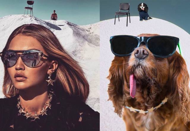 我没牙，我腿短，但我很红！