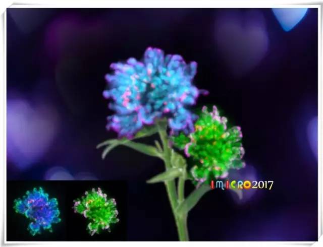 显微镜奇妙世界,显微镜下的奇妙世界视频