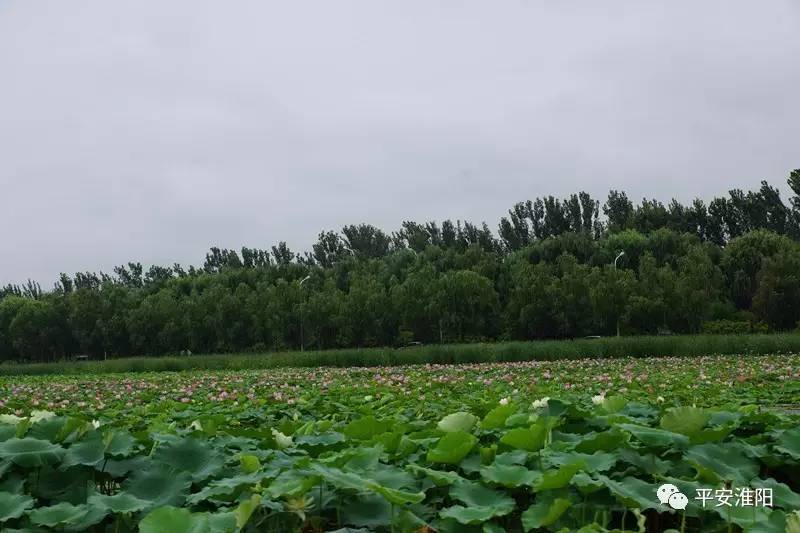 不惧风雨酷暑坚守——淮阳县公安局圆满完成荷花节启动仪式安全保卫工作