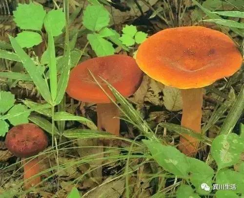 请不要对着手机流口水\^O^/宾川鸡足山正疯长的野生菌