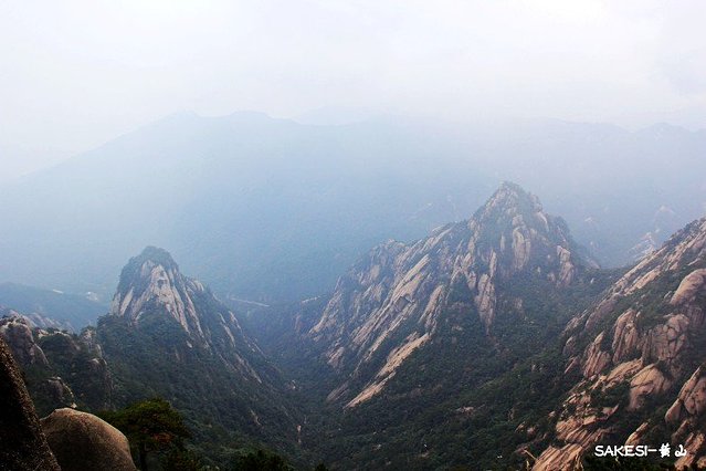 金毛萨克斯,金毛挑战全部视频