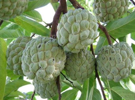 番荔枝叶子功效与作用,番荔枝功效与用量