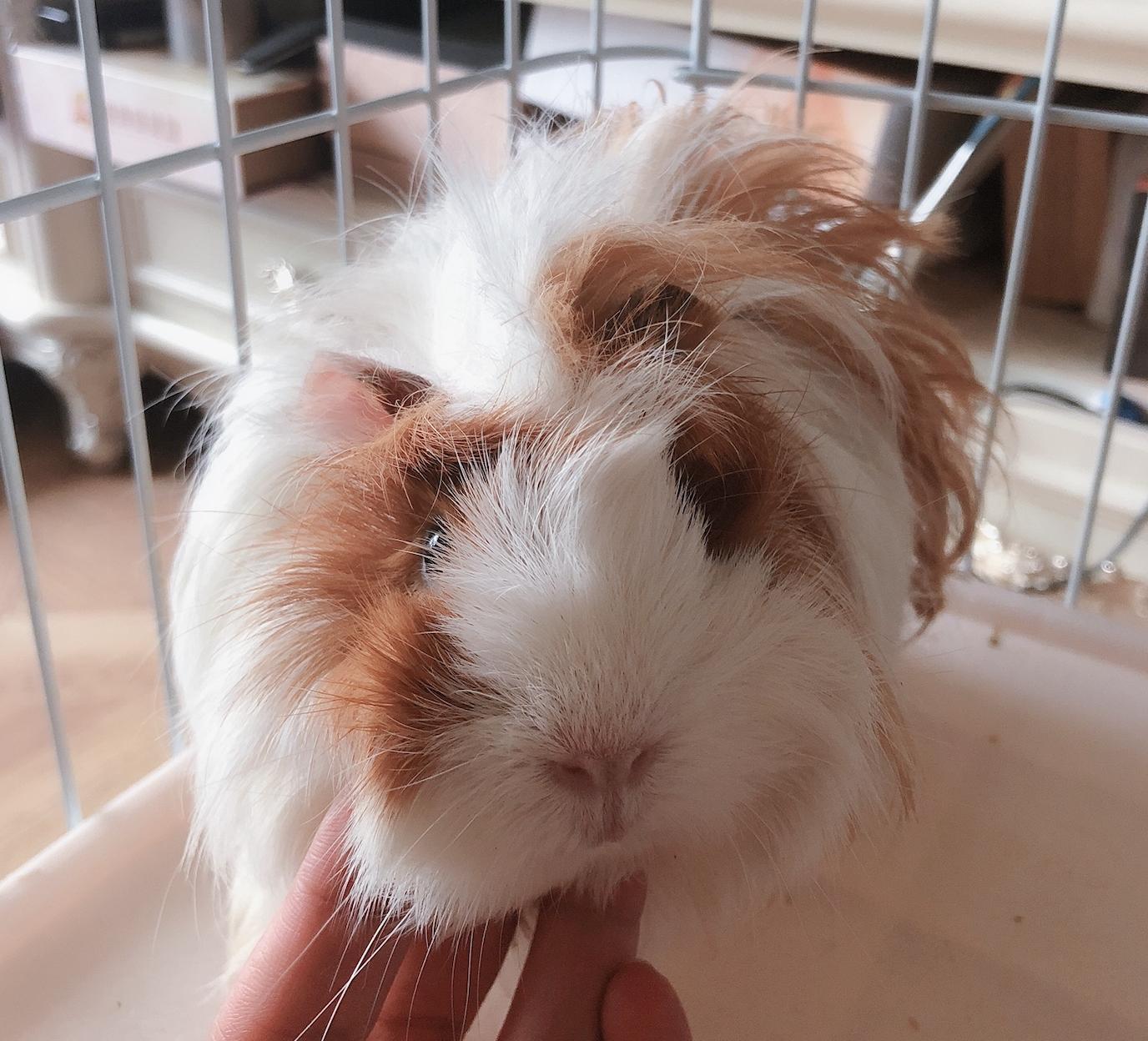 荷兰猪仓鼠龙猫三种宠物饲养,龙猫仓鼠豚鼠中哪个最好养