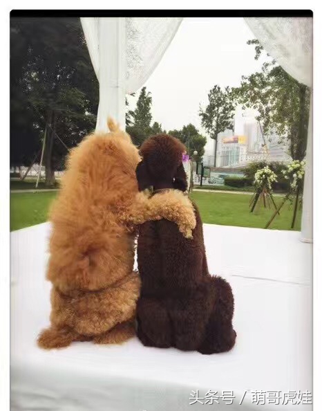 巨型贵宾站起来走路像个小公主,巨型贵宾走路视频