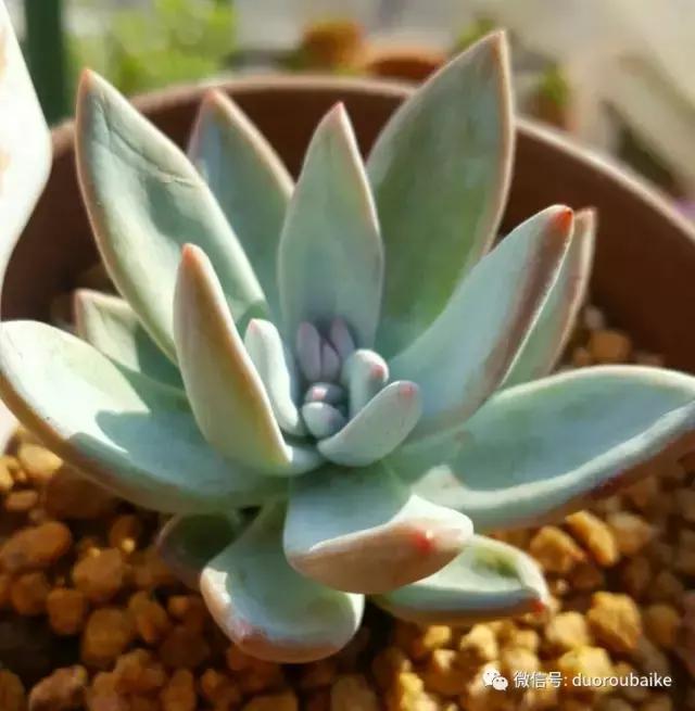 多肉爱好者必须养的有哪些多肉,心头肉多肉