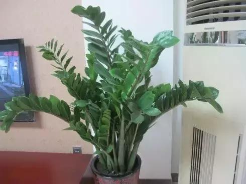 客厅适合摆放的十大植物除甲醛,客厅吸甲醛植物有哪些