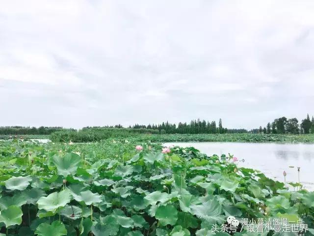 高淳去南京玩,高淳看荷花