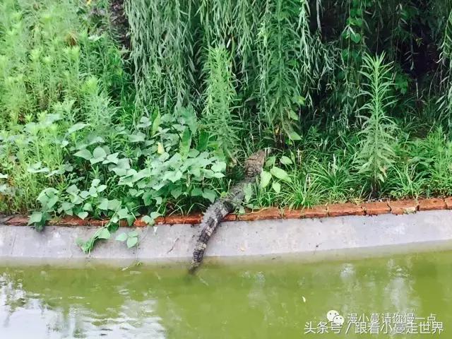 高淳去南京玩,高淳看荷花