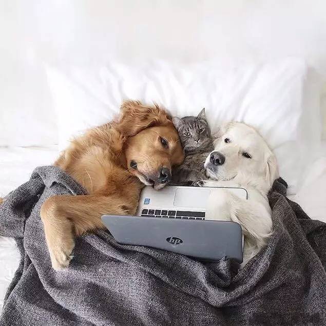 宠物公司融资与投资,宠物行业的融资