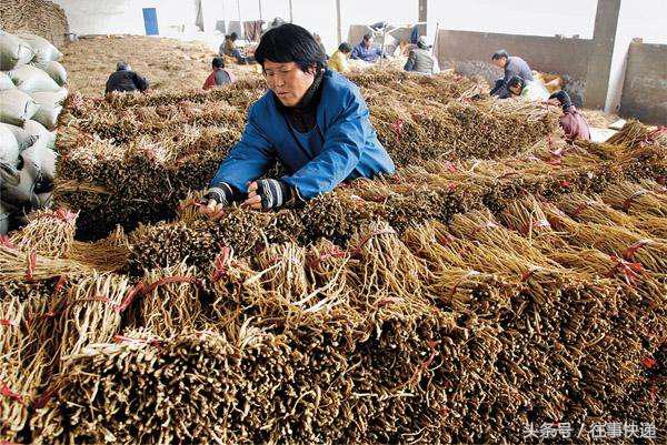 野菜虎杖的功效与作用,草药虎尾鞭功效