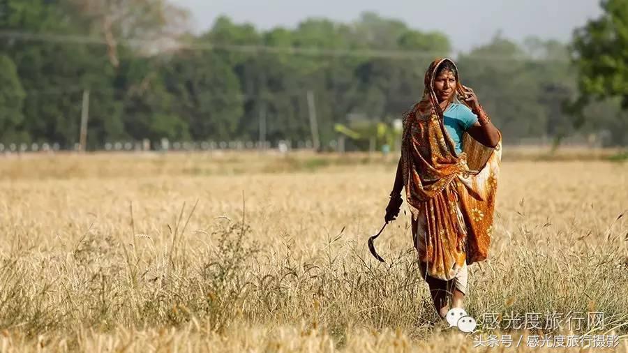 尼泊尔国歌唯一百花盛开的国度,尼泊尔百花图片