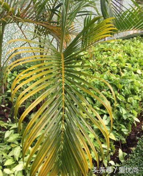 凤尾竹叶尖变黄发干怎么挽救,凤尾竹叶尖发黑变干怎么办