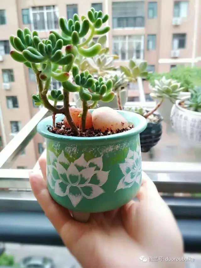 遇见多肉作品,和多肉邂逅的时光