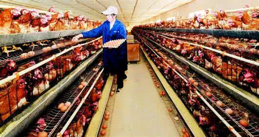 蛋鸡吐水拉稀咋回事,初产蛋鸡为什么粪很稀