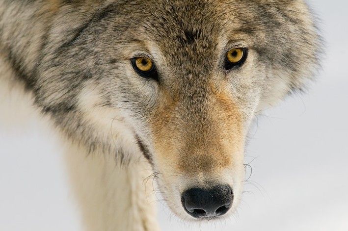 一个人野外遇到狼群,一个人在野外碰到狼群怎么办