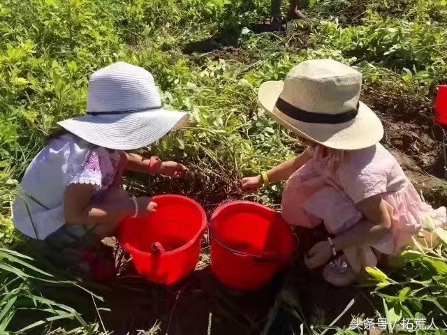 创意农场推荐,有特色创意的农场