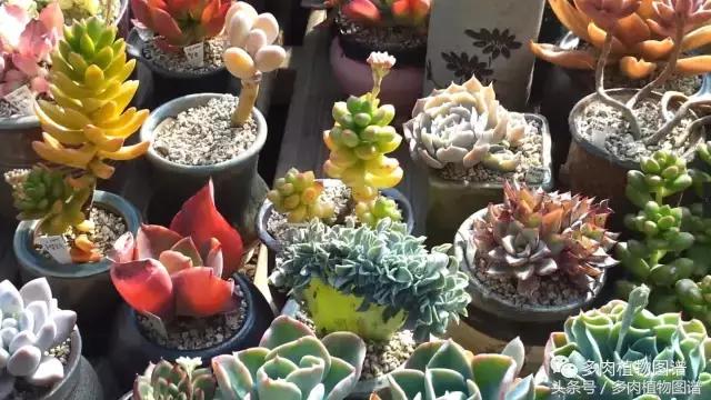 满阳台的多肉,满阳台多肉