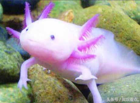 比六角龙鱼好养的宠物,六角龙鱼太可爱了
