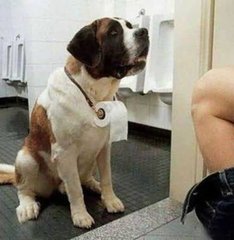 我就像一只趴在玻璃窗上面的苍蝇,我就像一只趴在玻璃上的苍蝇