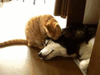 猫咪一直舔我皮肤,猫咪总是舔自己舔出血