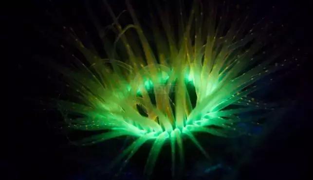 海有夜游别怪我没提醒你，购买夜票你能看到不一样的精彩！