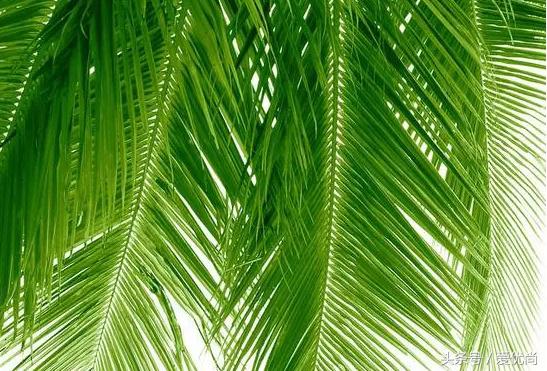 凤尾竹叶尖变黄发干怎么挽救,凤尾竹叶尖发黑变干怎么办