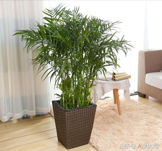 凤尾竹叶尖变黄发干怎么挽救,凤尾竹叶尖发黑变干怎么办