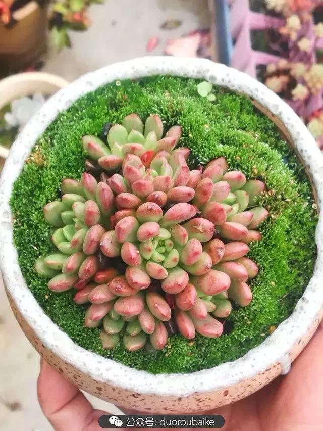 苔藓与多肉,多肉与苔藓的巧妙组合