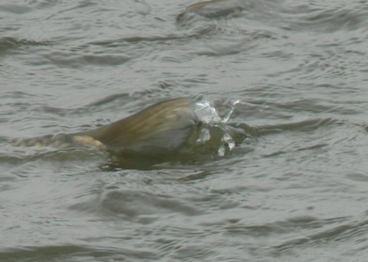 水魅小说的结局,水魅书全文阅读