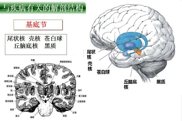 多图详解帕金森及运动障碍性疾病|关于帕金森最全的一个课件