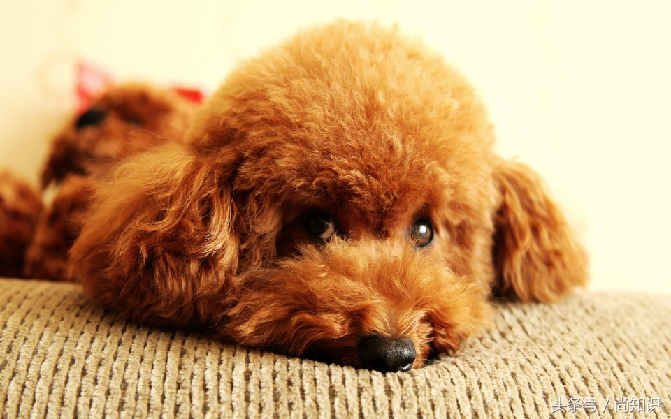 男不养猫女不养狗这话是真的吗,男不养猫女不养狗原来是这么回事