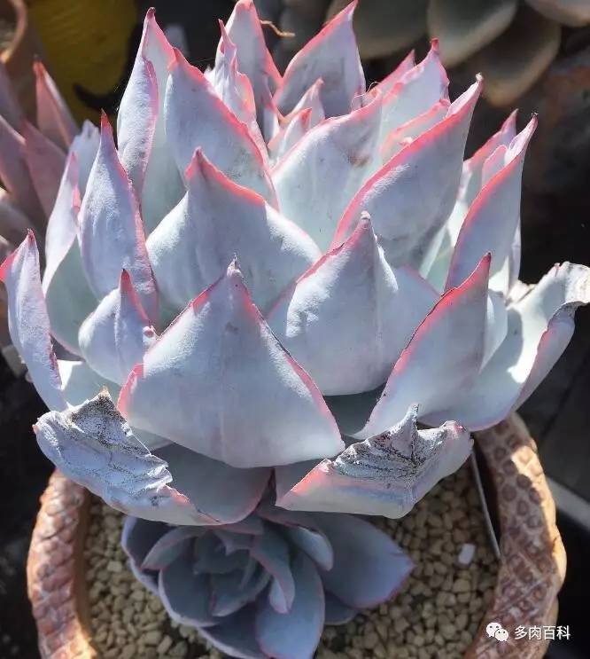 多肉植物小黑飞用什么杀虫药,养多肉有小黑飞怎么办