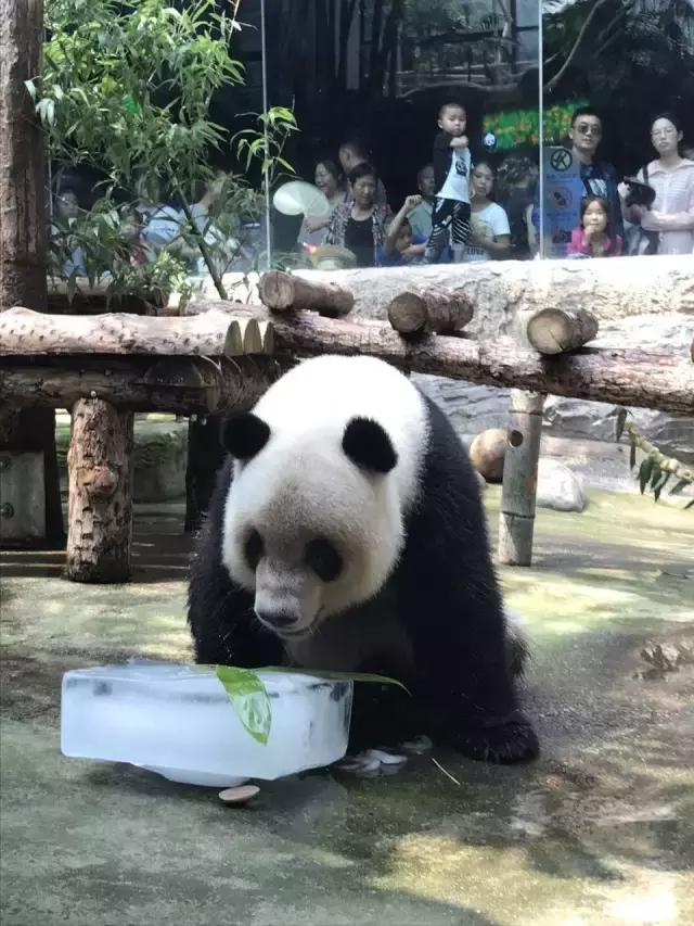 缇庡コ涓庨噹鍏界湅椋庢櫙,澶х唺鐚妧鐗涢噾涓濈尨缇婇┘