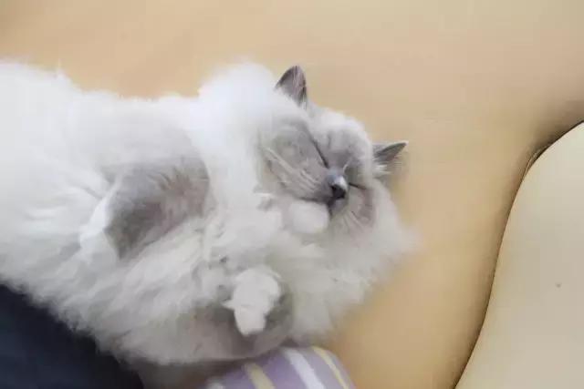 猫咪睡姿大作战,猫咪大字型睡姿图片